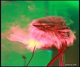 DH_Centhron_6X3A9950s